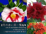 山茶花 '黑魔术'