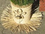 Rice plant