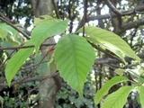 Quercus glauca