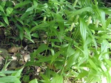 Disporum sessile