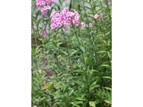 Phlox paniculata
