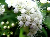 White-colored Spiraea japonica