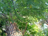 monkeypod
