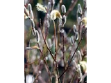 Pussy willow