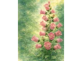 Campanula