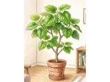 Ficus umbellata
