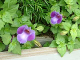 Torenia fournieri