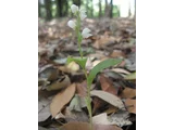 Silver orchid