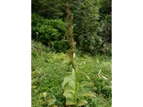 Veratrum stamineum
