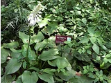 Hosta sieboldiana