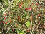 Euonymus hamiltonianus