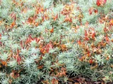 Lotus bertheloti