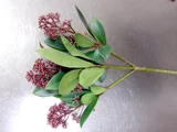 Skimmia rubella