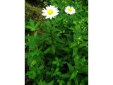 箱根菊