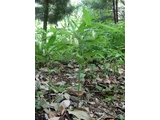 Disporum sessile