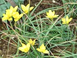 黄花韭