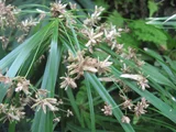 Cyperus alternifolius
