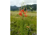 Lilium leichtlinii