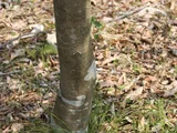 Quercus salicina