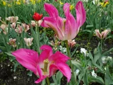 Tulip Artist
