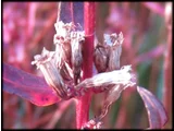 Lythrum anceps