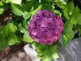 Hydrangea macrophylla