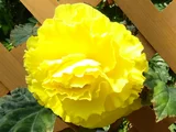 Begonia tuberhybrida 'Yellow ruffledform'