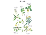 稻槎菜