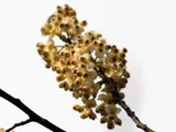 Litsea cubeba