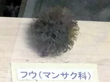 台灣香树