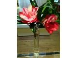 山茶花 ’孔雀'