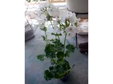 ゼラニウム