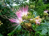 Albizia julibrissin