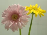 Gerbera