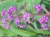 Callicarpa dichotoma