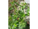 Modioa caroliniana