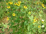 三裂叶金光菊