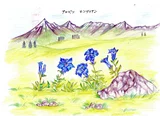 阿尔卑斯山龙胆