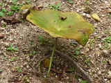 Podophyllum pleianthum