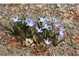 雪光花