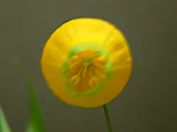 宮燈百合