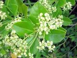 Japanese Spindle