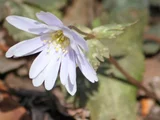 ユキワリイチゲ