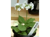 日本桜草 '臥竜梅'