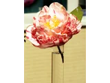 Camellia japonica 'Extravaganza'