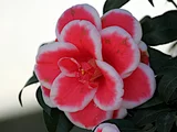 Camellia Tama-Americana