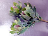 木百合