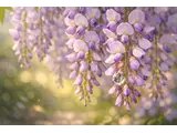 Japanese wisteria