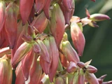 Beschorneria yuccoides