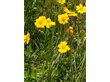 Coreopsis lanceolata